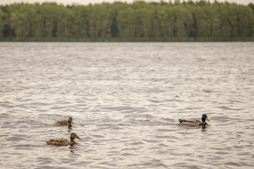 wild ducks swim and bathe in the river