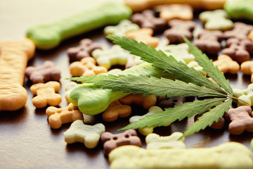 Dog treats close-up and cannabis leaves, CBD and medical marijuana for pets concept. Biscuits for pets with cannabis content CBD cannabidiol