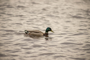 wild ducks swim and bathe in the river