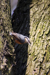  Nuthatch bird in the spring © moniadk