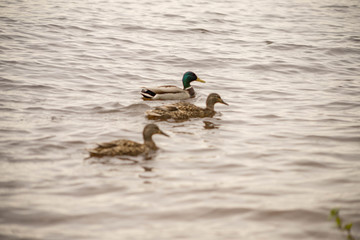 wild ducks swim and bathe in the river