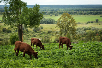 cows graze in the meadow