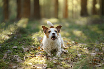 dog in the forest. Jack Russell Terrier is lying . Tracking in nature. Pet resting