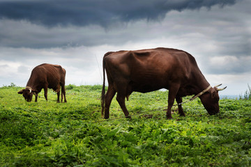 cows graze in the meadow