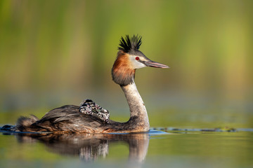 Great crested grebe ( Podiceps cristatus ) with babies on its back