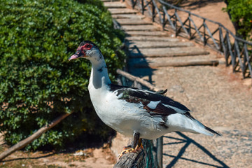 Domestic Muscovy duck (Cairina moschata domestica) on a fence