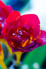Fototapeta na wymiar Close-up of red and yellow freesia flowering plants in natural light