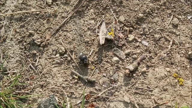 Matter Pillendreher (Sisyphus schaefferi) w&auml;lzt Dungkugel
