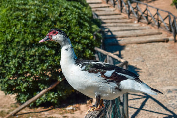 Domestic Muscovy duck (Cairina moschata domestica) on a fence