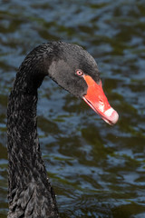 One black swan with red beak, swim in a pond. Head and neck only. Reflections in the water. The sun shines on the feathers