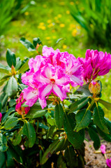 
Juicy photo of pink rodendron flowers on a blurred background.
