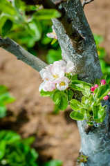 
Blooming apple tree in the garden.