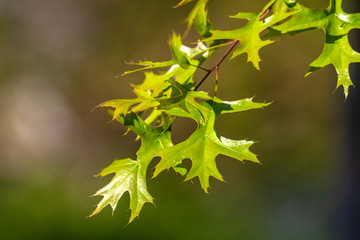 Sumpf - Eiche. In ihrer Heimat, dem östlichen Nordamerika trägt Quercus palustris wesentlich zum 