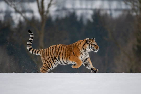 Siberian Tiger running in snow. Beautiful, dynamic and powerful photo of this majestic animal. Set in environment typical for this amazing animal. Birches and meadows