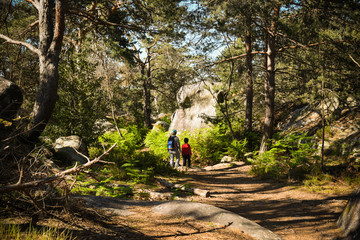 fontainebleau forest