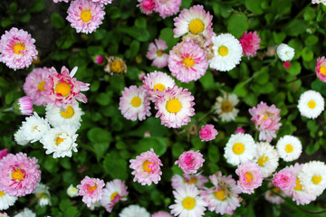 White, pink and purple daisies in the garden.