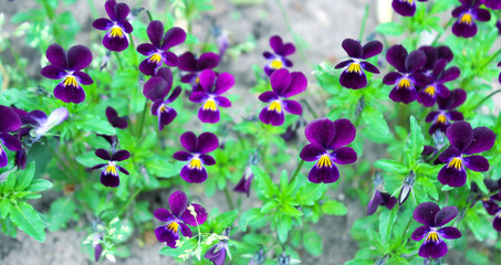 Purple wildflowers as the background image