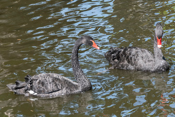 Fototapeta premium Two black swans with red beaks swim in a pond, the sun shines on the feathers