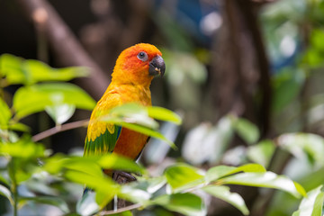 Beautiful parrot on the branch