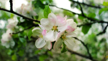 Apple tree in spring as a background image.