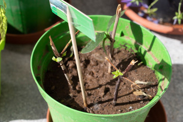 Softwood twigs in a pot, used as stem cuttings to propagate plants with new sprouts. Philadelphus or mock orange stem cuttings in a green vase with soil.