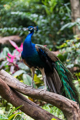 Beautiful peacock on the tree