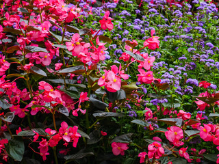 Pink and yellow wax begonia with ageratum blue horizon in the background 