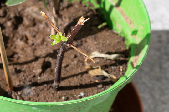 New sprouts from a softwood twig in a pot, used as stem cuttings to propagate plants. Philadelphus or mock orange stem cutting in a green vase with soil. Close up.