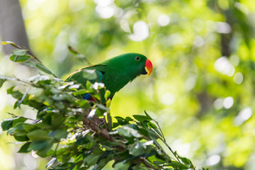 Beautiful parrot on the branch