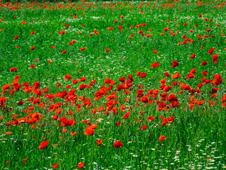 blooming spring flowers on the field in Bulgaria