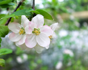 Apple tree in spring as a background image.