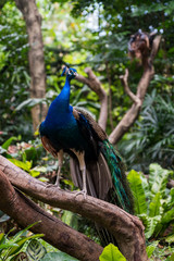 Fototapeta premium Beautiful peacock on the tree