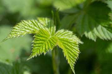 Close-up of branch with young leaves of blackberry bush growing in the garden in spring sunny day. Selective focus