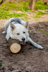Siberian husky smiles, plays with a log.