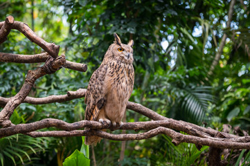 The owl on the branch