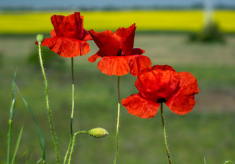 Obraz premium blooming spring flowers on the field in Bulgaria_4