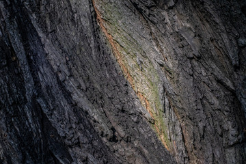 Tree bark texture. Vintage background. 