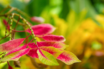 Colorful leaves green and red, tropical plants. Beautiful Flora on Bali. Indonesia