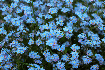 Blue wildflowers of forget-me-nots as a background image