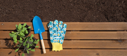 Gardening background, fresh soil, organic sage plants and tools on wooden patch 