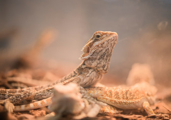 Part body Of brown lizard,tree lizard, details of lizard skin stick in the box. tree lizard remained motionless, waiting for his prey. 