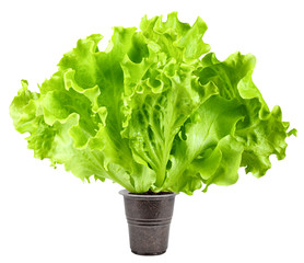 Batavia, salad, lettuce, isolated on white background, clipping path, full depth of field