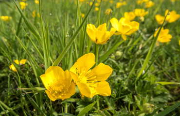 Yellow buttercups in a field closeup