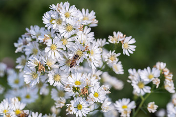 White Daisy flower in garden at sunny summer or spring day for decoration and agriculture design.