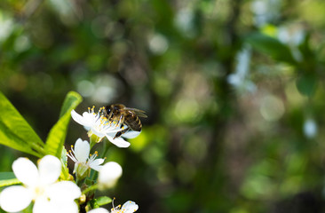 spring morning bee on a white flower, close-up, space for text