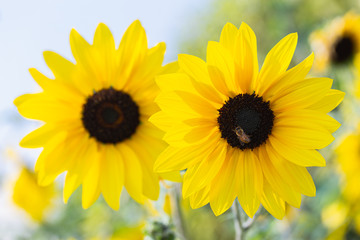 Fototapeta premium Sunflower beautiful in field at sunny summer or spring day for postcard beauty decoration and agriculture design.