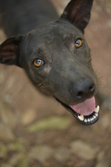 portrait of a poor dog