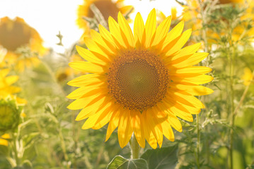 Obraz premium summer field and full of sunny sunflowers 