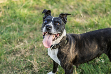 american staffordshire terrier smiles for a portrait
