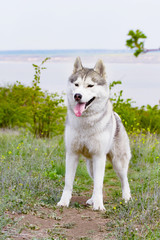 Portrait of a Siberian Husky. Close-up. A dog is standing on the grass. Landscape. Background river. A purebred dog without a leash.